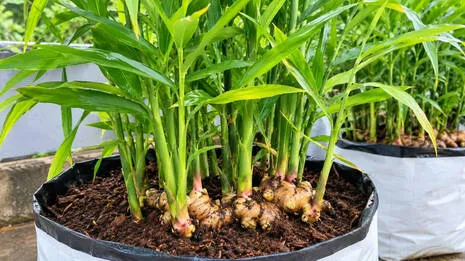 ginger-.1.4063047