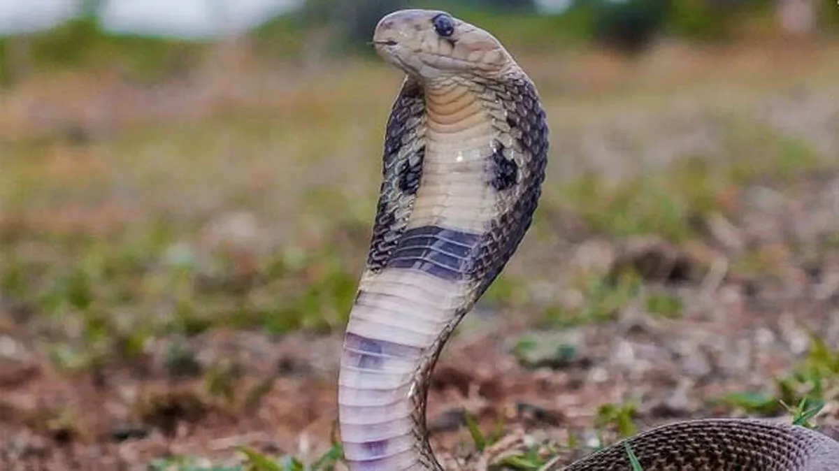 snake-bite
