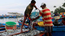 el-nino-sardine-shortage-india-2027