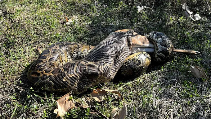 python