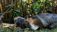 python