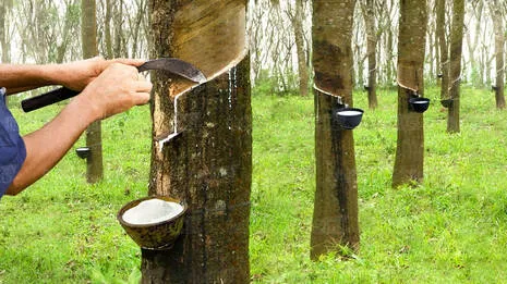 rubber.1.4067540