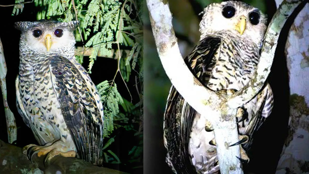 owl