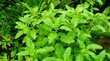 gorakhpur-woman-declared-dead-coughs-tulsi-water