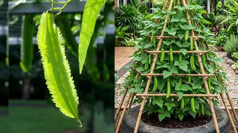 beans.1.4070503