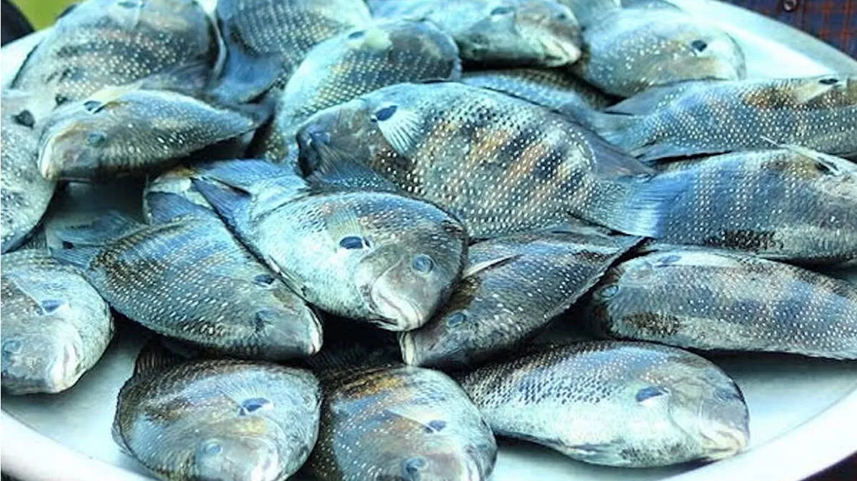 karimeen