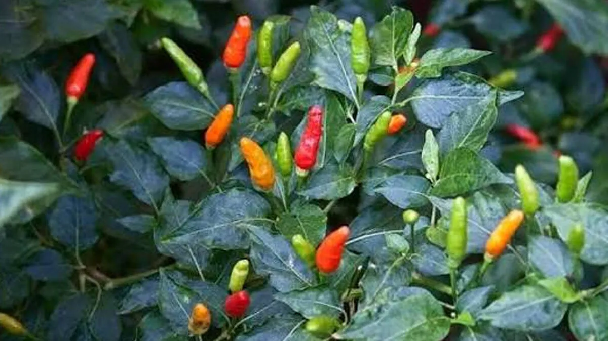 kanthari-