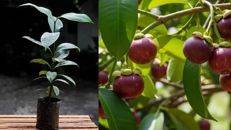 mangosteen.1.4071829
