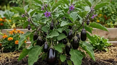 eggplant.1.4071841