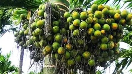 arecanut-.1.4073134