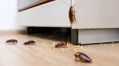 cockroaches.1.4073249