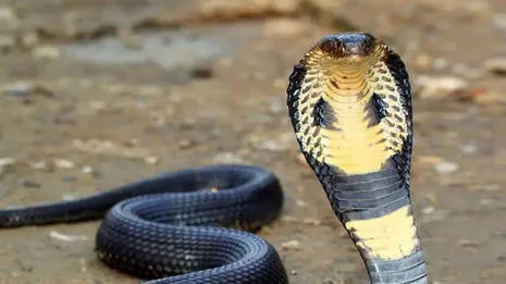 snake.1.4073339