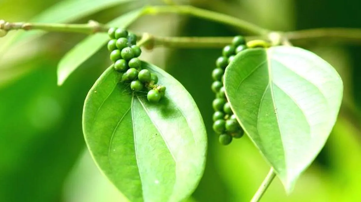 peper