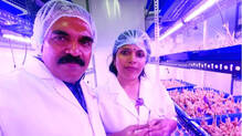 saffron-cultivation-kerala-five-lakh-rupees