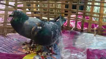 jammu-kashmir-samba-pigeon-pakistan-currency