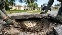 florida-burmese-python-20-eggs-sidewalk