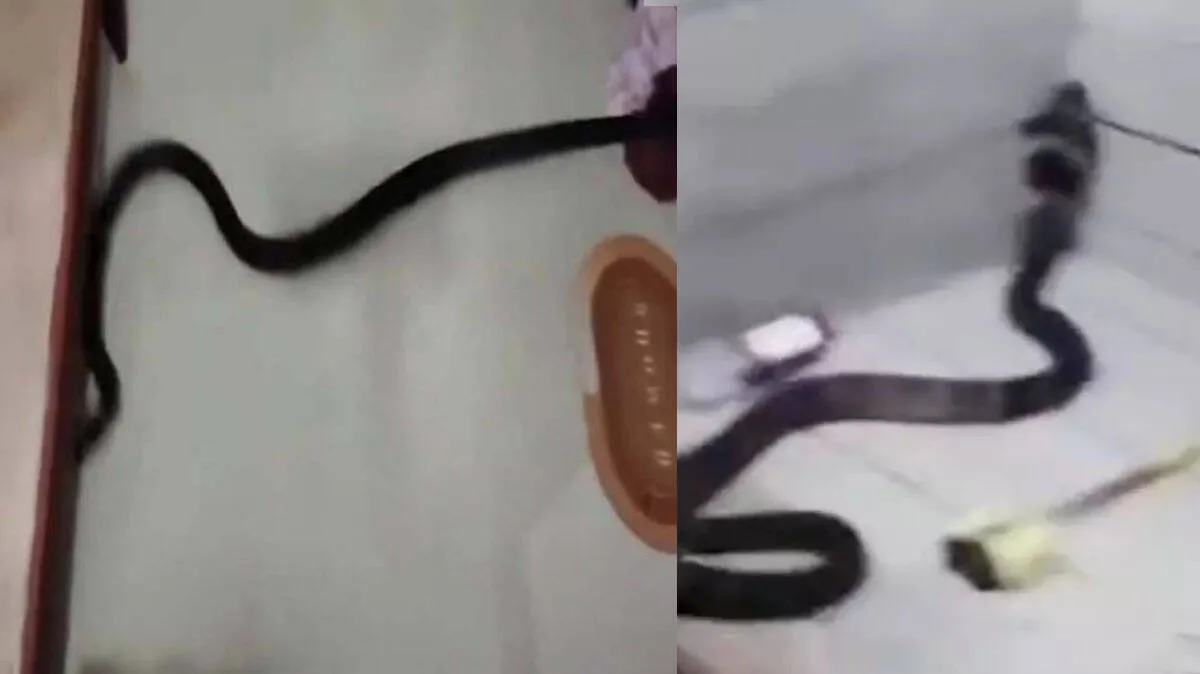 king-cobra