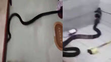 king-cobra-found-inside-house-in-kottayam