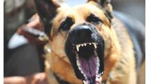 dog-bite