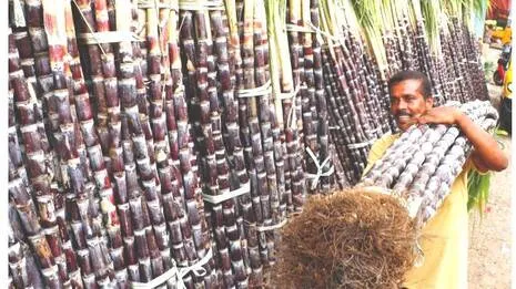 sugarcane.1792253928