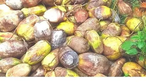 coconut.1792337434