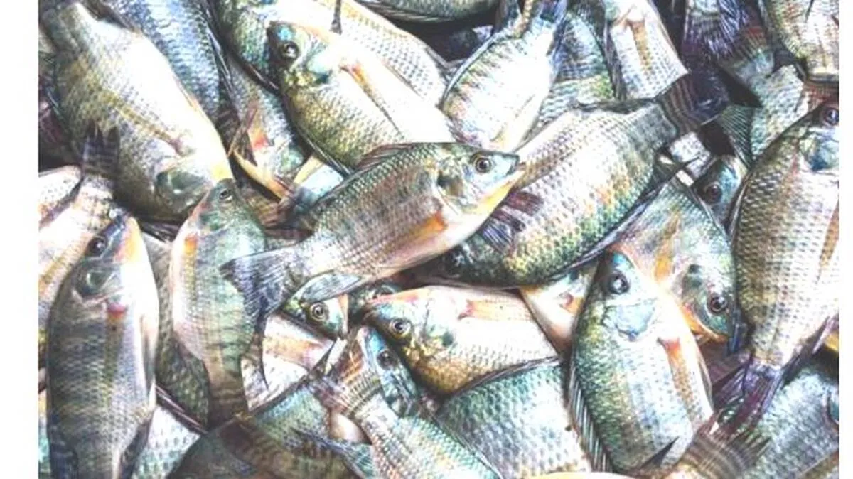 fish