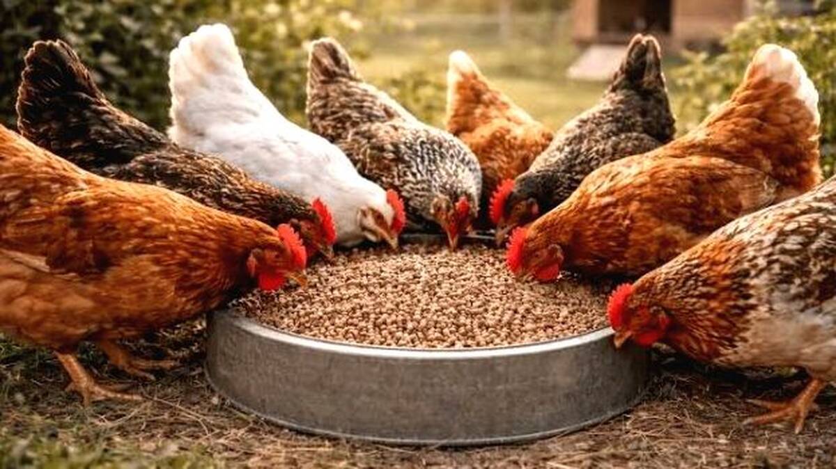 hen