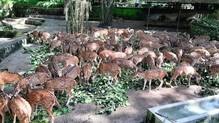 zoo