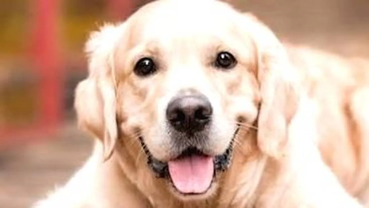 aa