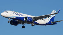 indigo-