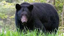 bear
