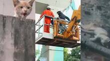 cat-rescued