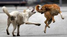 dog