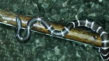 common-krait