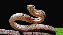 snake