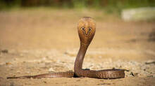 snake