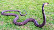 snake