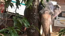 elephant