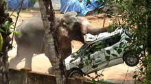 elephant-attack