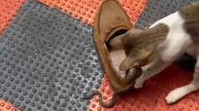 pet-cat-kills-snake