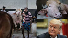 donald-trump