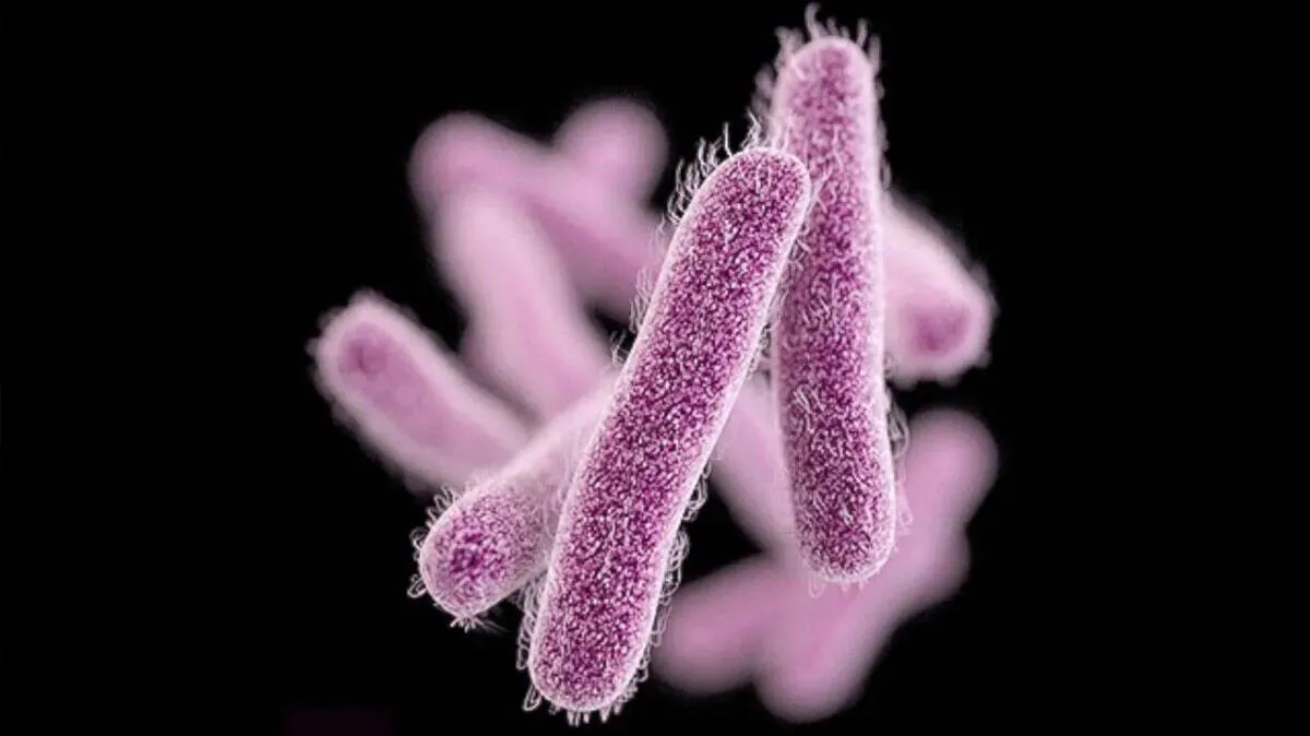 shigella