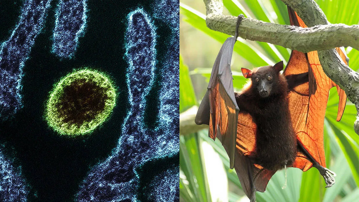 nipah