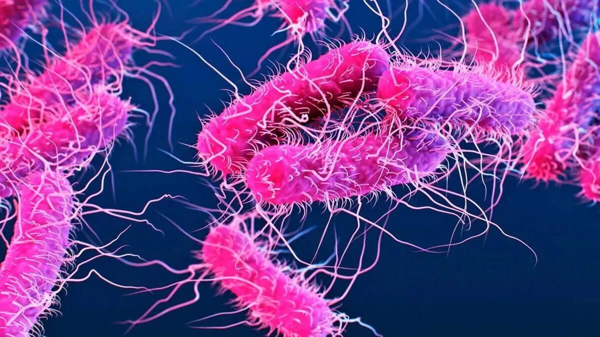shigella