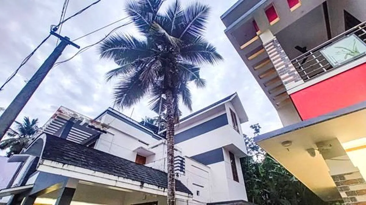 coconut-tree