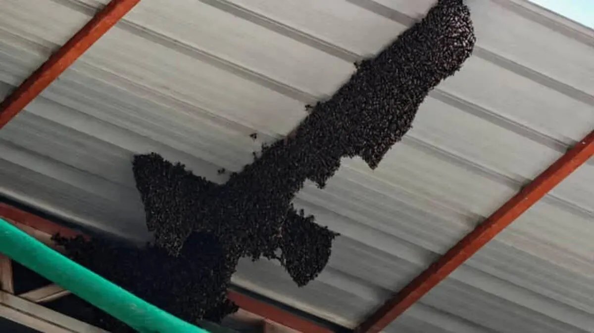 wasps-nest-
