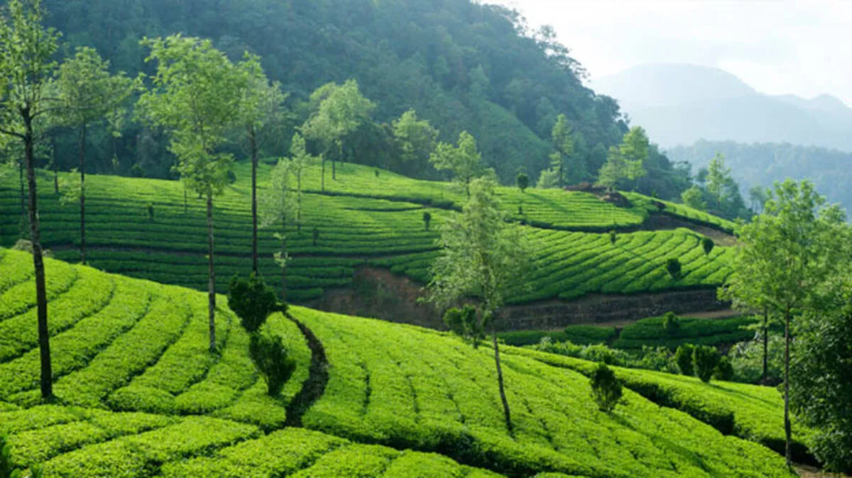 munnar