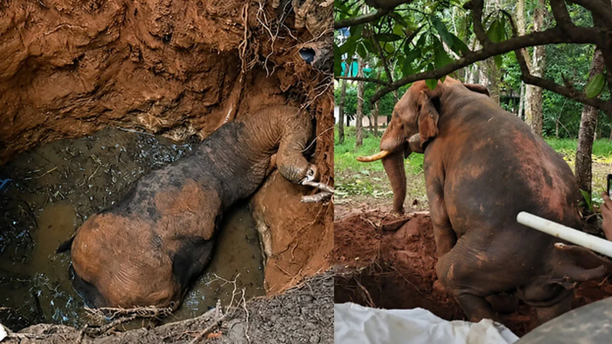 wild-elephant-that-fell-i