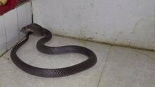 snake