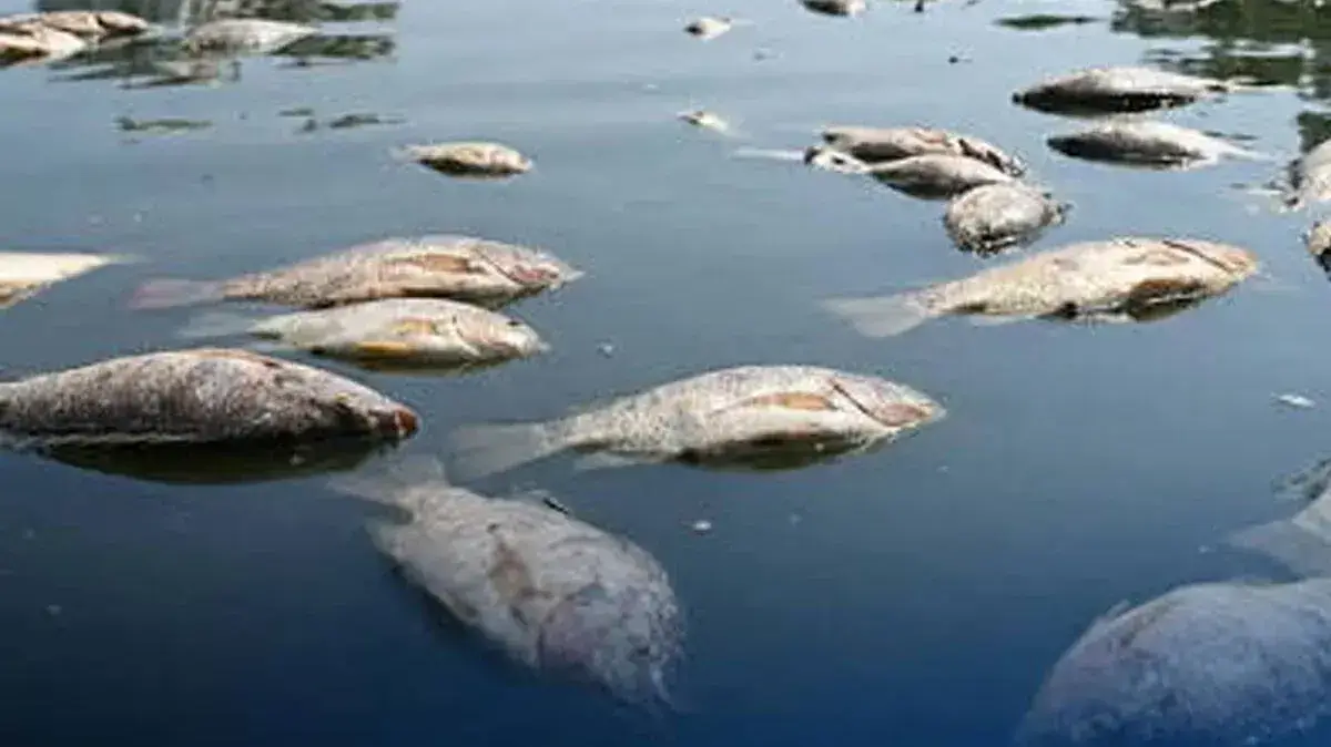 fish